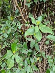 Hydrangea serratifolia