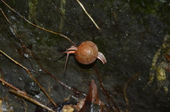 Pseudoplecta bijuga