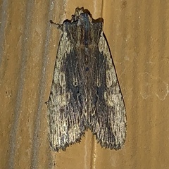 Lithophane signosa