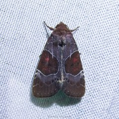 Hampsonodes mastoides