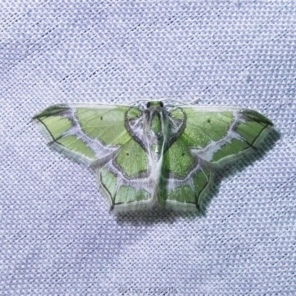 Chloractis pulcherrima