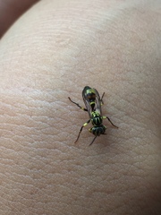 Ropalidia flavobrunnea