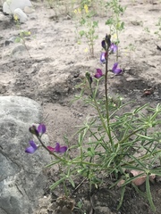 Lupinus truncatus