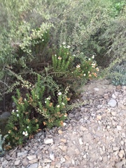 Heliotropium sinuatum