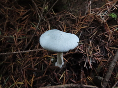 Clitocybe odora pacifica