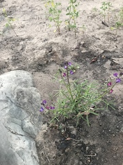 Lupinus truncatus