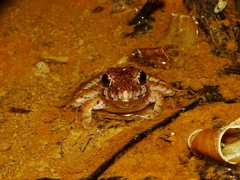 Limnonectes leporinus