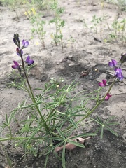 Lupinus truncatus