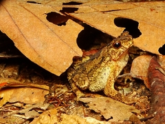 Ingerophrynus divergens