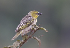 Ploceus cucullatus