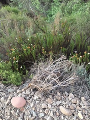 Heliotropium sinuatum