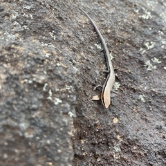 Acritoscincus platynotus