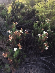 Heliotropium sinuatum