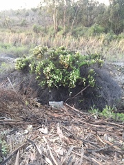 Heliotropium sinuatum