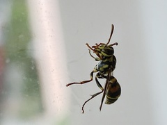 Ropalidia flavobrunnea