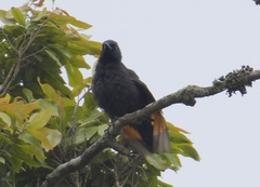 Onychognathus walleri