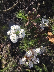 Heliotropium sinuatum