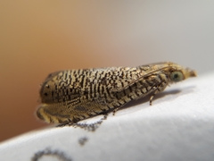 Dichrorampha chloantha