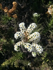 Heliotropium sinuatum