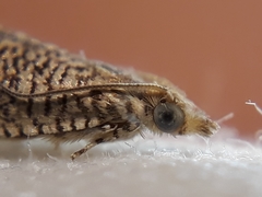 Dichrorampha chloantha