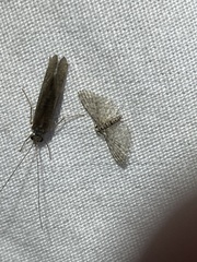 Alucita objurgatella