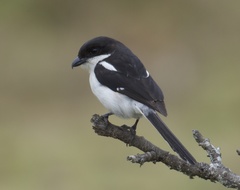 Northern Fiscal photo 2
