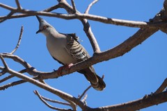 Ocyphaps lophotes whitlocki