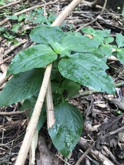 Synedrella nodiflora