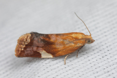 Clepsis persicana