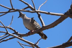 Ocyphaps lophotes whitlocki