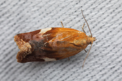 Clepsis persicana