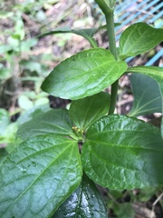Synedrella nodiflora