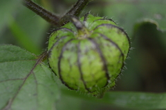 Physalis ixocarpa