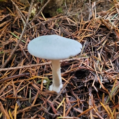 Clitocybe odora pacifica
