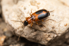 Badister neopulchellus