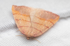 Drepanulatrix carnearia