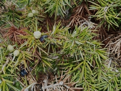 Juniperus communis communis