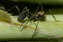 Camponotus camelinus
