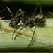 Camponotus camelinus - Photo (c) Luke Mackin, algunos derechos reservados (CC BY-NC), subido por Luke Mackin