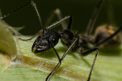 Camponotus camelinus