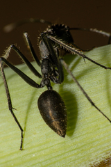 Camponotus camelinus