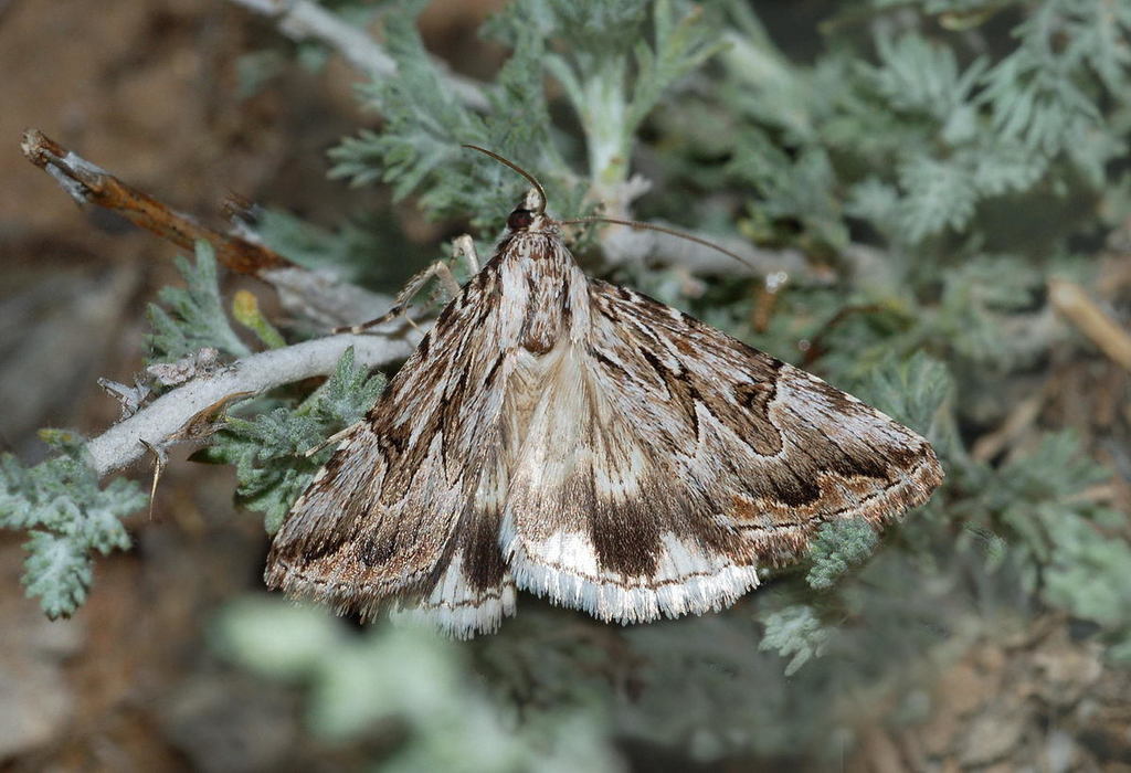 Anumeta dentistrigata