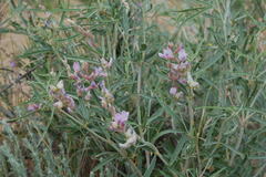 Astragalus ammodendron
