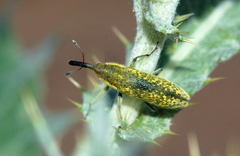 Lixus strangulatus