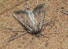 Dichagyris orientis