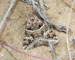 Drasteria picta
