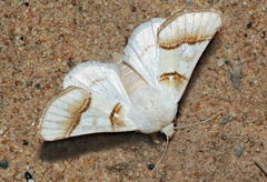 Pinacoplus didymogramma