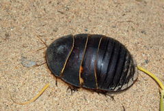 Polyphaga saussurei