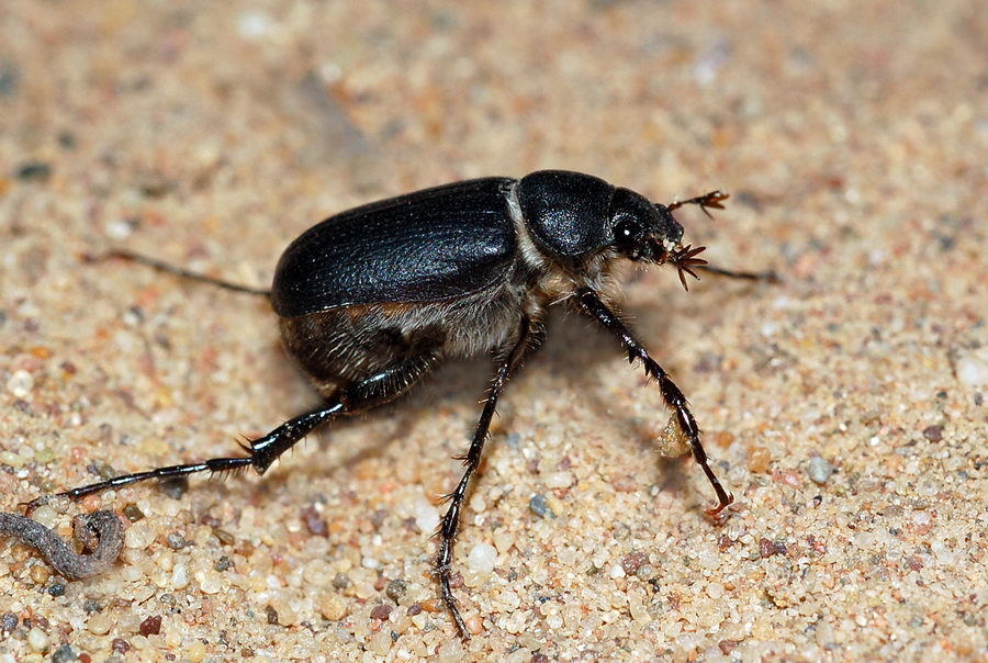 Hemictenius