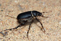 Hemictenius lebedevi